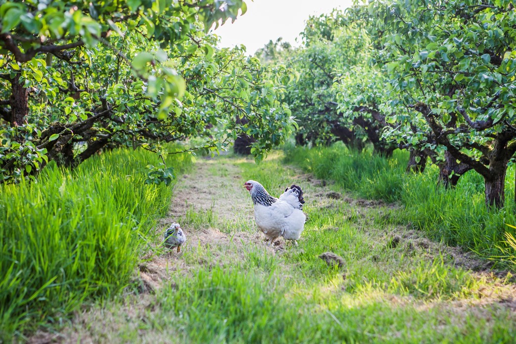 kippen in een hoogstamboomgaard