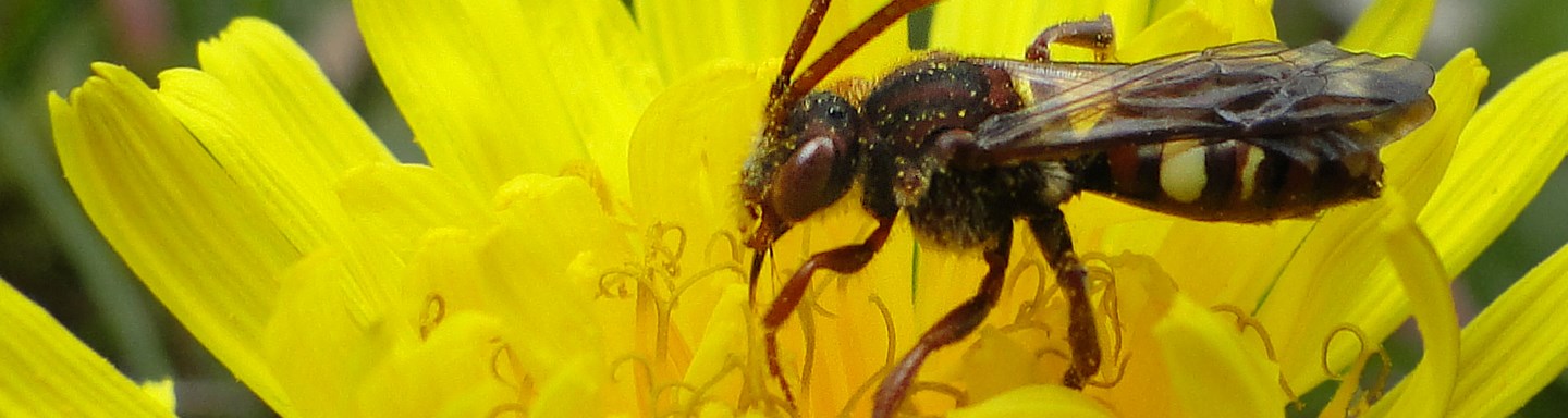 gewone wespenbij op bloem