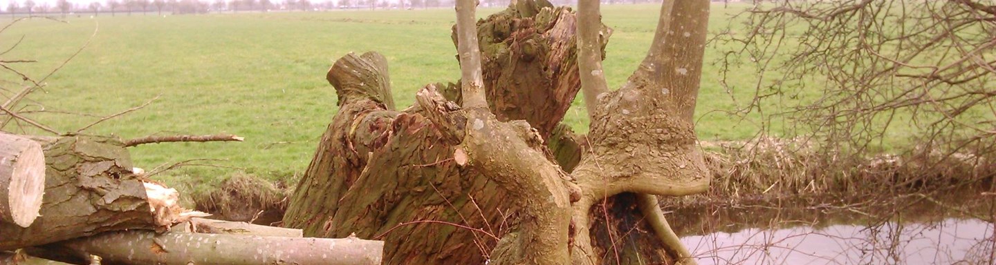 geknotte stomp met afgezet hout bij de Houtakkers in Boskoop