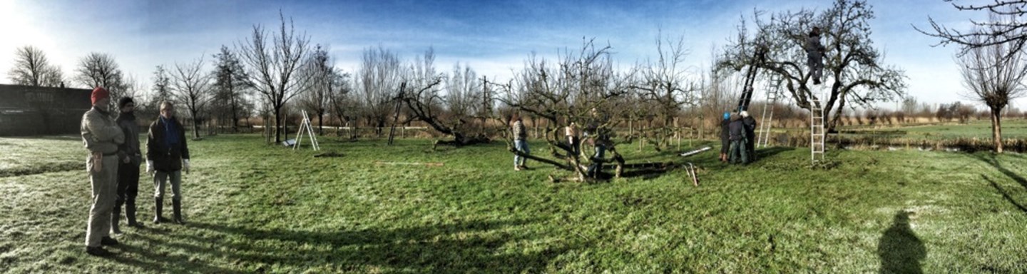 vrijwilligers actief met het snoeien van een hoogstamboomgaard in de Utrechtse Waarden