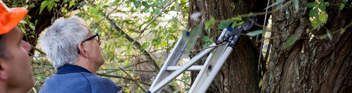 vrijwilligers plaatsen ladder tegen boom voor snoeiwerk
